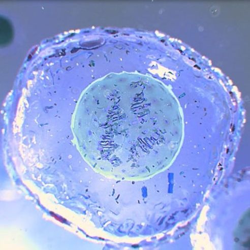 demcon-biotech-innovation