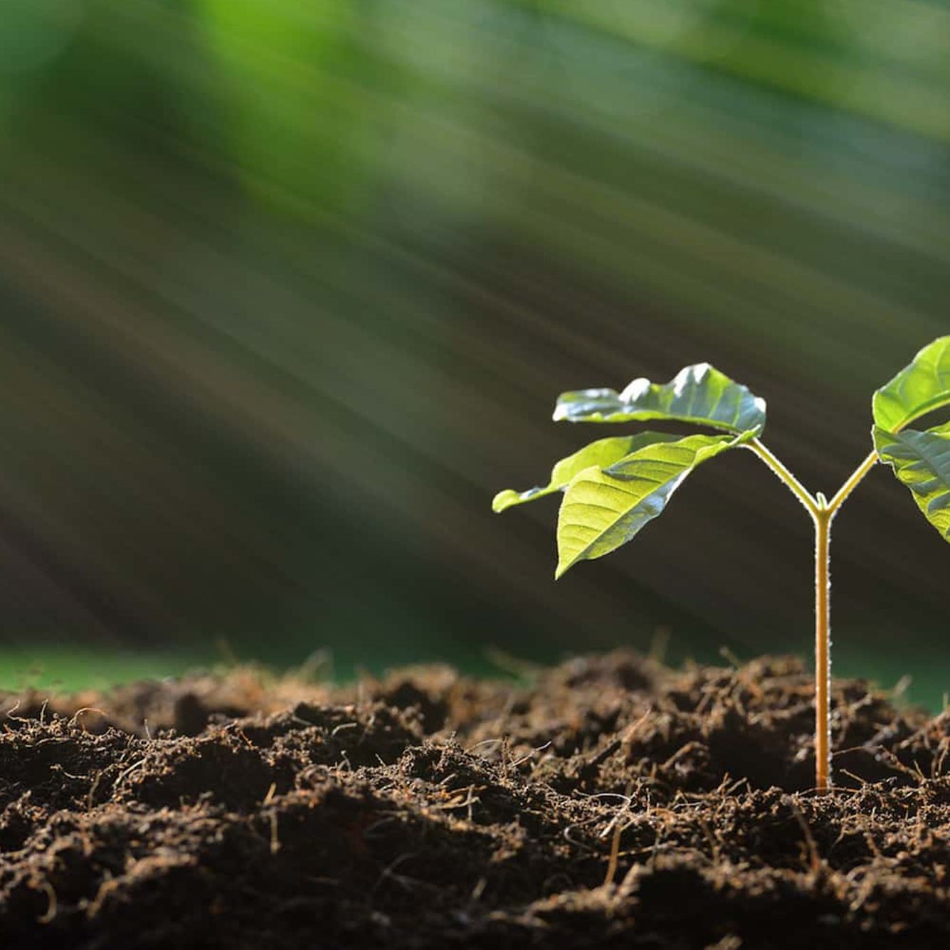 demcon-plant-sprout-blooming