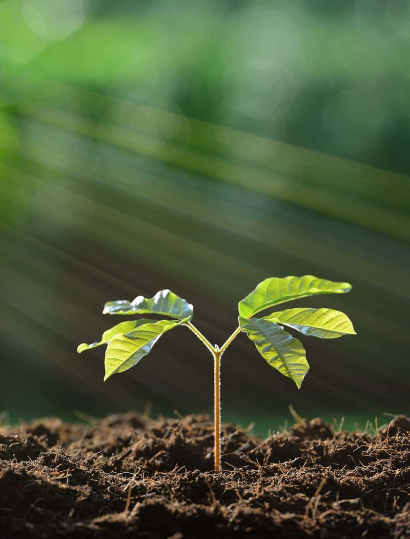 demcon-plant-sprout-blooming