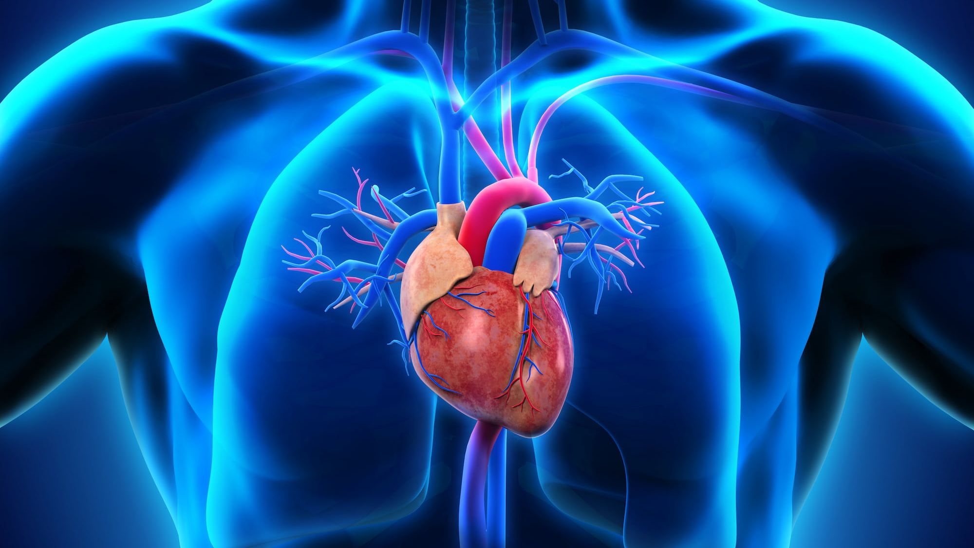 demcon-cardiovascular segment