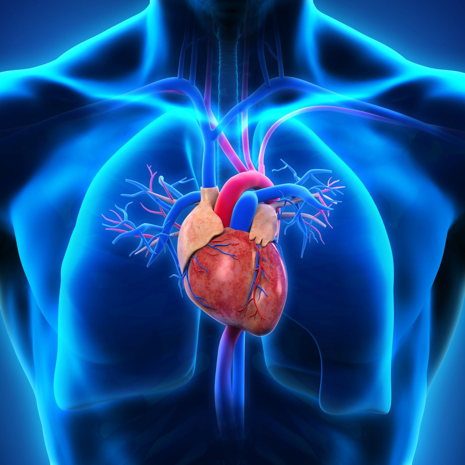 demcon-cardiovascular segment